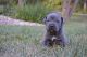Cane Corso Puppies for sale in Muscatine, IA 52761, USA. price: NA
