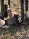 Cane Corso Puppies for sale in Jewett, OH 43986, USA. price: NA