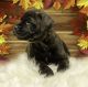 Cane Corso Puppies for sale in Lakeland, MN 55043, USA. price: NA
