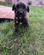 Cane Corso Puppies for sale in Hammond, IN 46323, USA. price: NA