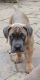 Cane Corso Puppies for sale in Apex, NC, USA. price: $2,000