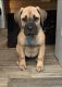 Cane Corso Puppies for sale in Gwinn, MI 49841, USA. price: NA