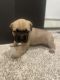 Cane Corso Puppies for sale in Indianapolis, IN, USA. price: $700
