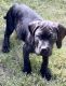 Cane Corso Puppies for sale in Columbus, OH, USA. price: $900