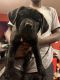 Cane Corso Puppies for sale in Evans, CO 80620, USA. price: NA