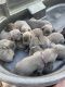 Cane Corso Puppies for sale in Hartford City, IN 47348, USA. price: NA