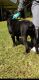 Cane Corso Puppies for sale in McDonough, GA, USA. price: NA