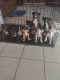 Cane Corso Puppies for sale in Goddard, KS 67052, USA. price: NA