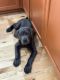 Cane Corso Puppies for sale in Tumwater, WA 98512, USA. price: $1,200