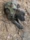 Cane Corso Puppies for sale in Owings Mills, MD, USA. price: $3,500