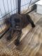 Cane Corso Puppies for sale in Clinton, IN 47842, USA. price: NA