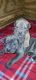 Cane Corso Puppies for sale in Mt Pocono, PA 18344, USA. price: NA