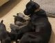 Cane Corso Puppies for sale in Houston, TX 77002, USA. price: $500