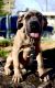 Cane Corso Puppies for sale in Lynchburg, VA, USA. price: $1,000