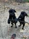 Cane Corso Puppies for sale in Boulder Creek, CA 95006, USA. price: NA