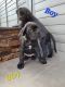 Cane Corso Puppies for sale in Santa Monica, CA 90403, USA. price: NA