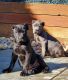 Cane Corso Puppies for sale in Livingston, CA 95334, USA. price: $2,000