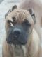 Cane Corso Puppies for sale in Olive Branch, MS 38654, USA. price: $500