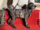 Cane Corso Puppies for sale in 23506 Taft Ct, Murrieta, CA 92562, USA. price: NA