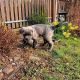Cane Corso Puppies for sale in New Yorkweg, 1334 NA Almere, Netherlands. price: 300 EUR