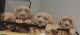 Cane Corso Puppies for sale in Hillsboro, OR, USA. price: $2,500