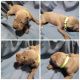 Cane Corso Puppies for sale in Palmdale, CA 93550, USA. price: $2,699