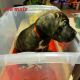 Cane Corso Puppies for sale in Ruffin, NC, USA. price: NA