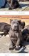 Cane Corso Puppies for sale in Livingston, CA 95334, USA. price: $1,800