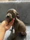 Cane Corso Puppies for sale in Little Rock, AR, USA. price: NA