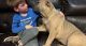 Cane Corso Puppies for sale in Delta, PA 17314, USA. price: $500