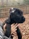 Cane Corso Puppies for sale in Memphis, TN 38107, USA. price: NA