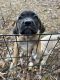 Cane Corso Puppies for sale in Mechanicsville, MD 20659, USA. price: NA