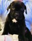 Cane Corso Puppies for sale in 43837 Dodge Terrace, Ashburn, VA 20147, USA. price: NA
