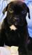 Cane Corso Puppies for sale in 43837 Dodge Terrace, Ashburn, VA 20147, USA. price: NA