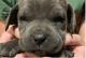 Cane Corso Puppies for sale in Delta, PA 17314, USA. price: NA