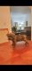 Cane Corso Puppies for sale in Harper Woods, MI 48225, USA. price: NA
