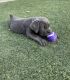 Cane Corso Puppies for sale in Houston, TX, USA. price: $1,500