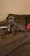 Cane Corso Puppies for sale in Ripley, TN 38063, USA. price: $600