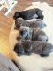 Cane Corso Puppies for sale in Stanwood, WA 98282, USA. price: NA