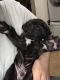 Cane Corso Puppies for sale in Topeka, KS 66614, USA. price: $1,000