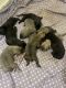 Cane Corso Puppies for sale in Upper Marlboro, MD 20772, USA. price: NA