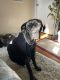 Cane Corso Puppies for sale in Jersey City, NJ, USA. price: $1,000