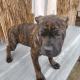 Cane Corso Puppies for sale in Livingston, CA 95334, USA. price: $1,600
