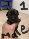 Cane Corso Puppies for sale in San Bernardino, CA, USA. price: $1,000