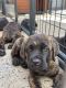 Cane Corso Puppies for sale in Queens, NY, USA. price: NA