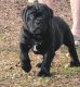 Cane Corso Puppies for sale in Blackwell, MO 63626, USA. price: NA