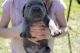 Cane Corso Puppies for sale in Lakeland, FL, USA. price: NA