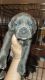 Cane Corso Puppies for sale in Atlanta, GA, USA. price: $2,500