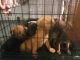 Cane Corso Puppies for sale in Yorktown, IN, USA. price: $100