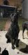 Cane Corso Puppies for sale in OLD RVR-WNFRE, TX 77520, USA. price: NA